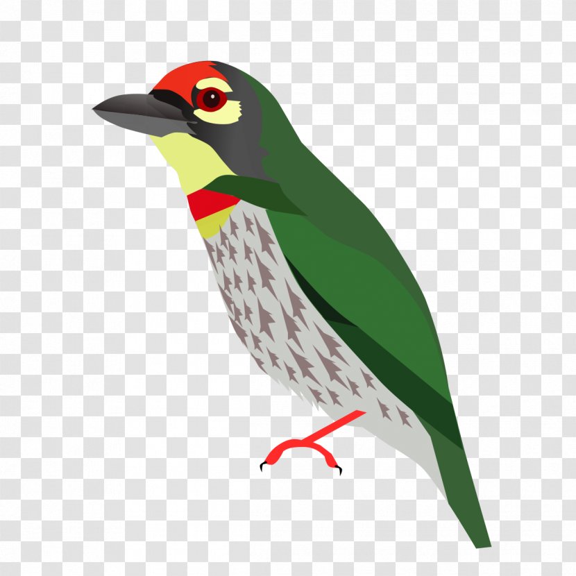 Beak Piciformes Animal - Fauna - Toucan Transparent PNG