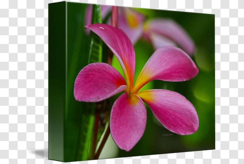 Wildflower Flora Petal Plant - Frangipani Transparent PNG