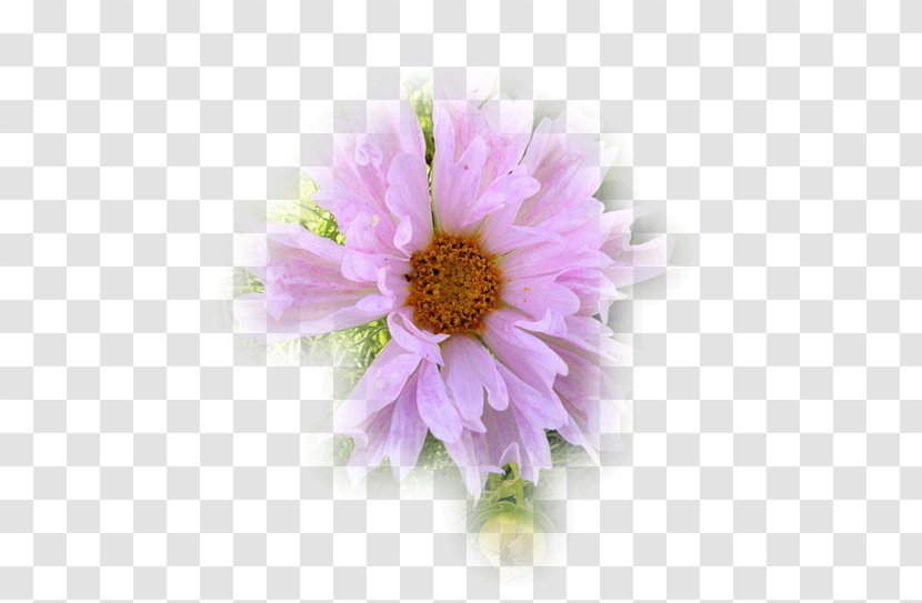 Garden Cosmos Chrysanthemum Transvaal Daisy Cut Flowers Petal Transparent PNG