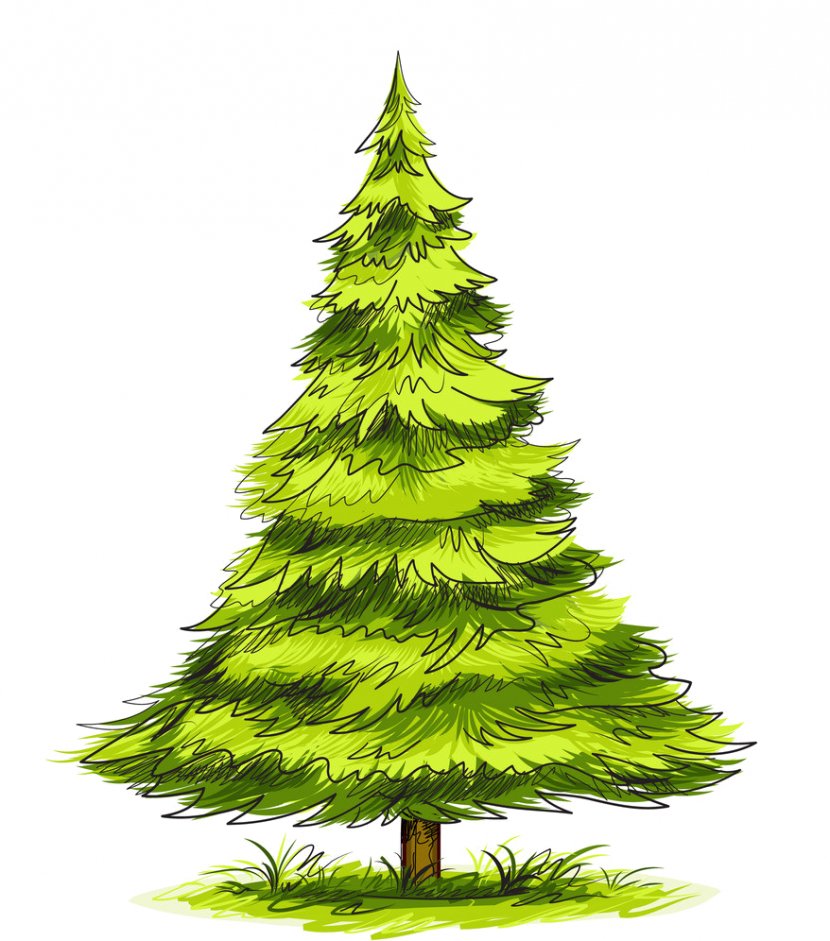 Spruce Pine Tree Drawing - Christmas Ornament Transparent PNG