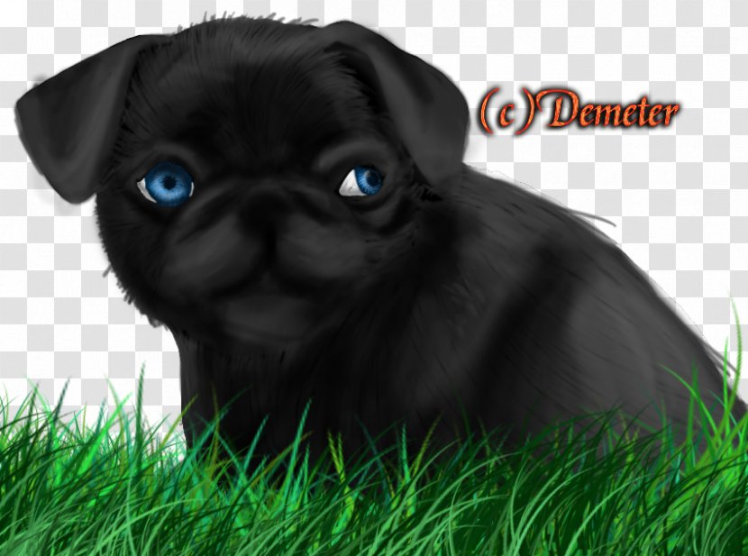 Pug Puppy Dog Breed Pet Canidae - Love Transparent PNG
