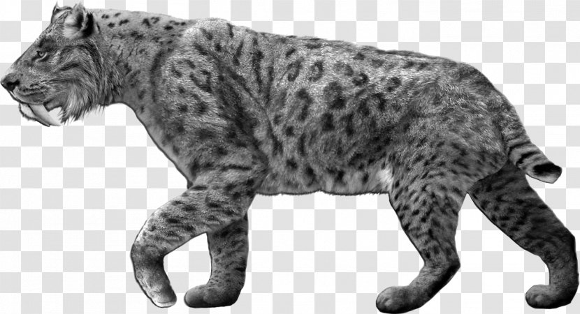 Smilodon Populator Machairodontinae Saber-toothed Cat Dire Wolf Pleistocene - Small To Medium Sized Cats - Cheetah Transparent PNG