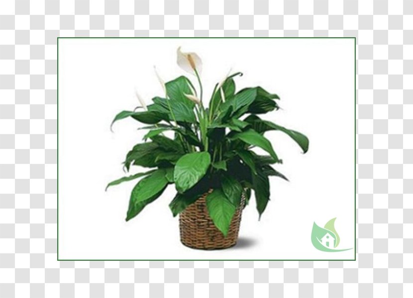 Peace Lily Plant Trias Flowers & Gifts Chinese Evergreens Transparent PNG
