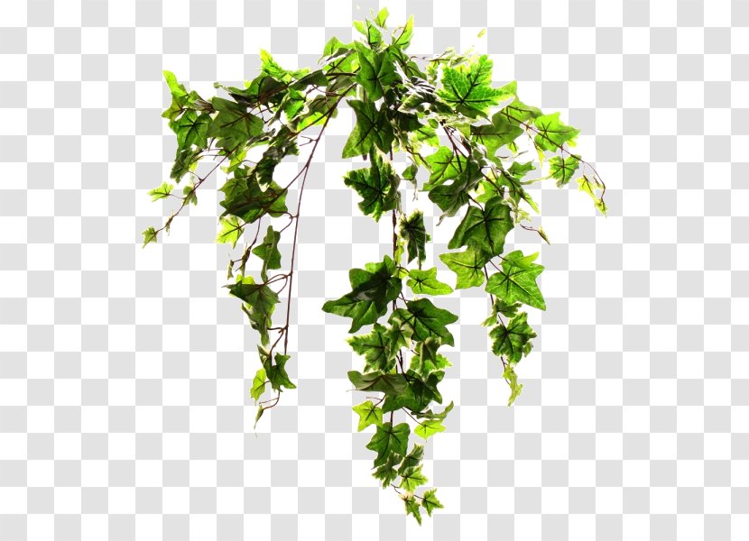 Common Ivy Plant Stem Vine Tree - Eucalyptus Transparent PNG