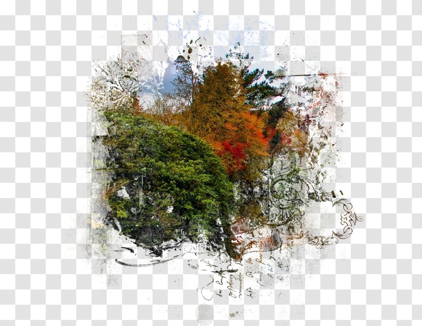 Digital Image - Tree - Autumn Transparent PNG