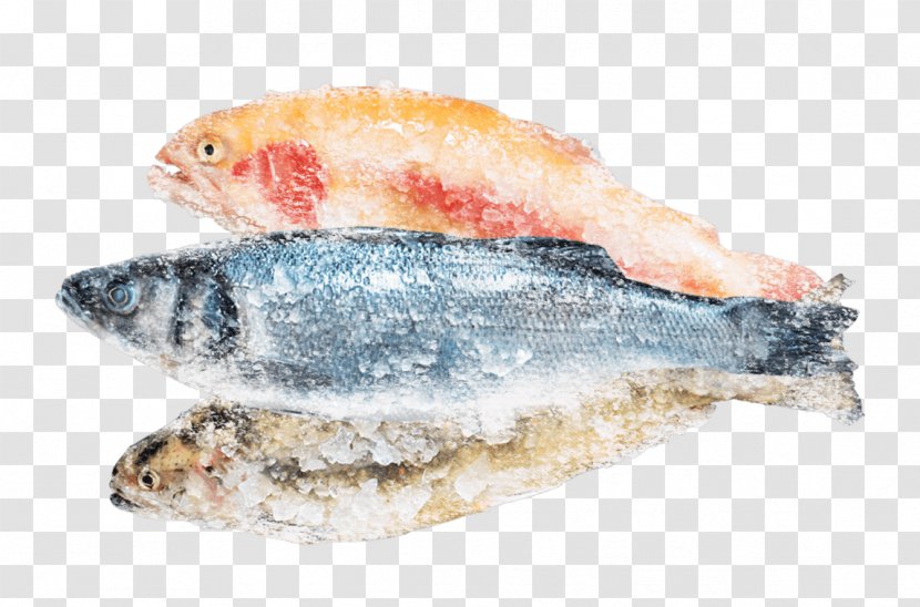 Sardine Fish Products Pacific Saury Oily - Refrigerator Transparent PNG