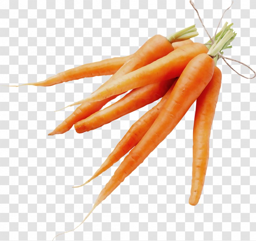 Vegetables Cartoon - Fruit - Wild Carrot Plant Transparent PNG