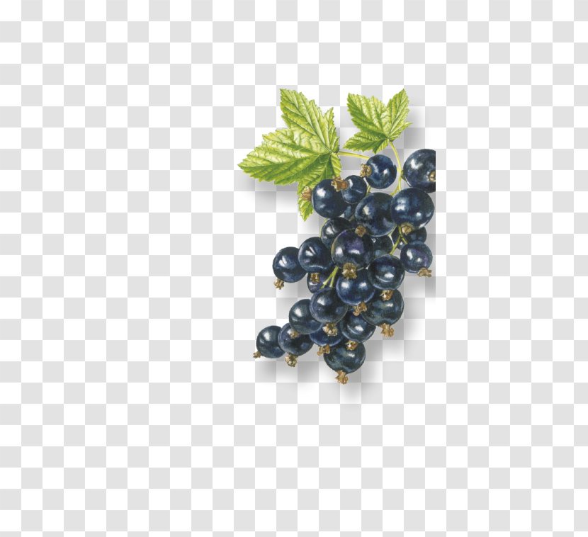 Grape Zante Currant Organic Food Bilberry Blackcurrant - Black Transparent PNG
