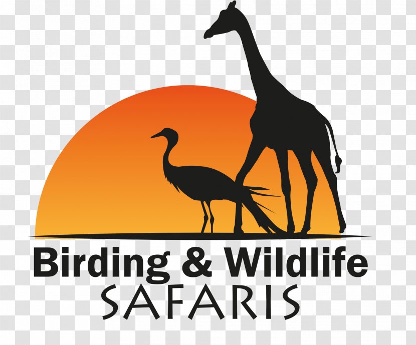 Birding And Wildlife Safaris Kruger National Park Water Bird Birdwatching - Hoedspruit Limpopo Transparent PNG
