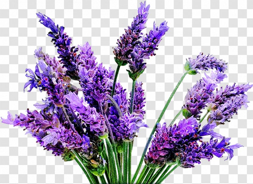 English Lavender Plant Flower Oil - Essential Transparent PNG