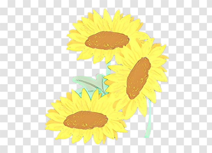 Sunflower - Camomile - Asterales Transparent PNG