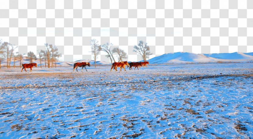 Beidaihe District Zhangbei County Bashang Grasslands Great Wall Of China - Water Resources - Prairie Winter Transparent PNG