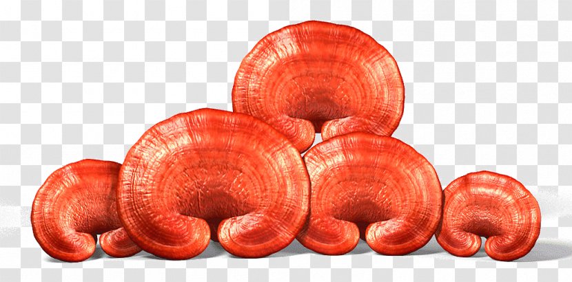 Lingzhi Mushroom Dietary Supplement Fungus Medicine - Medicinal Fungi Transparent PNG