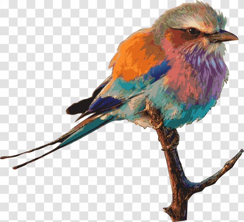European Roller Lilac-breasted Bird Clip Art - Coraciiformes - Birds Transparent PNG