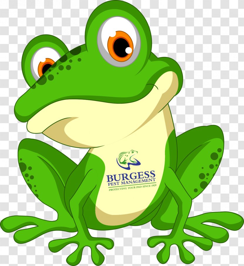 Frog Cartoon Clip Art - Illustrator Transparent PNG