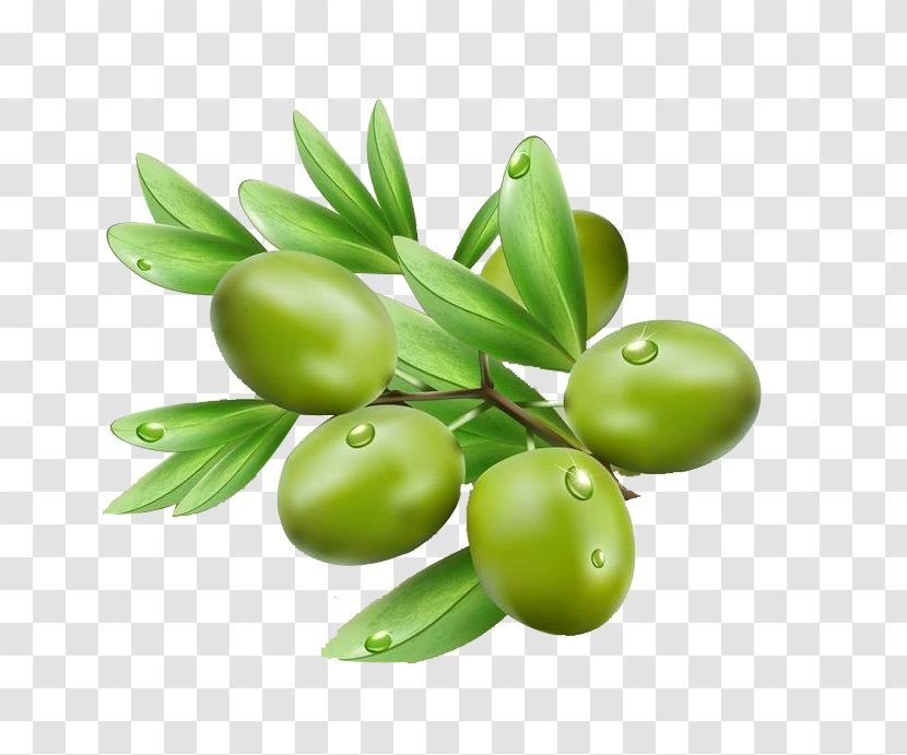 Olive Oil Leaf Illustration - Olives Transparent PNG