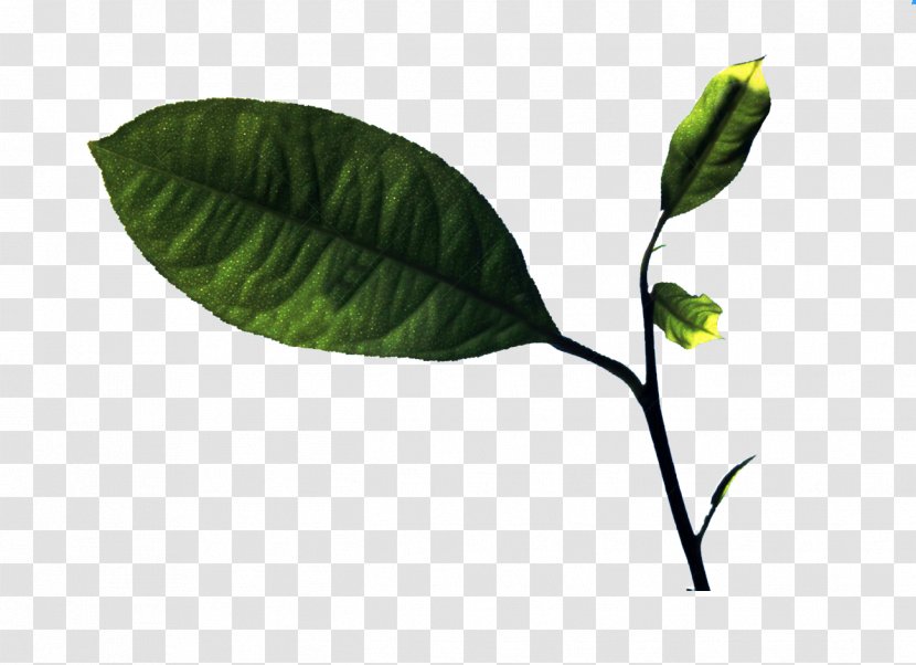 Lemon Leaf Twig - Plant Stem - Branches On The Leaves Picture Material Transparent PNG