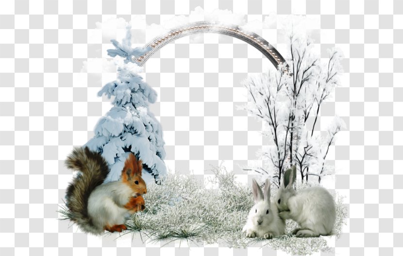 Domestic Rabbit Saying Winter December - Picture Frames - Game Gui Transparent PNG