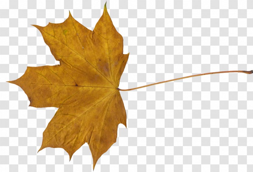 Maple Leaf Flag Of Canada - Plant - Leaves Transparent PNG