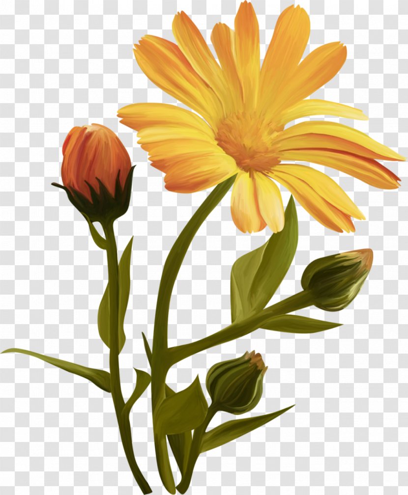 Flower Desktop Wallpaper Clip Art - Calendula - Chrysanthemum Transparent PNG