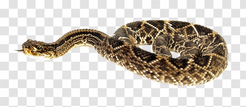 Rattlesnake - Vipers - Snake Transparent PNG
