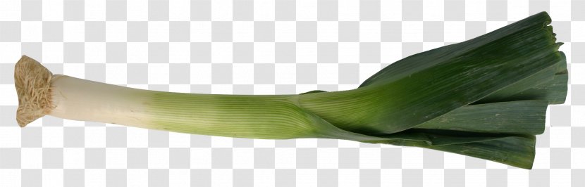 Garden Leek Image Vegetable - Flower - Growing Transparent PNG