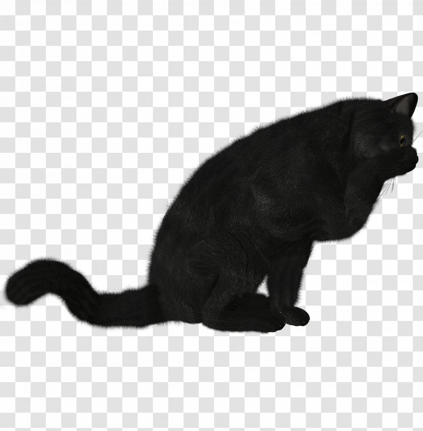 Cat Kitten - Image File Formats Transparent PNG
