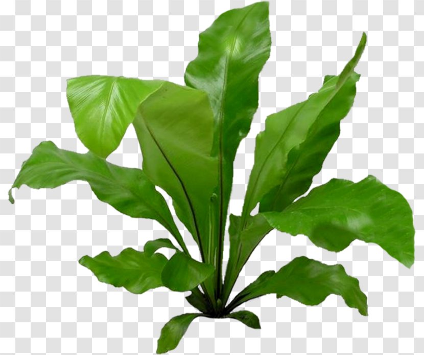 Chard Spring Greens Plant Interior Design Services Apartment Transparent PNG