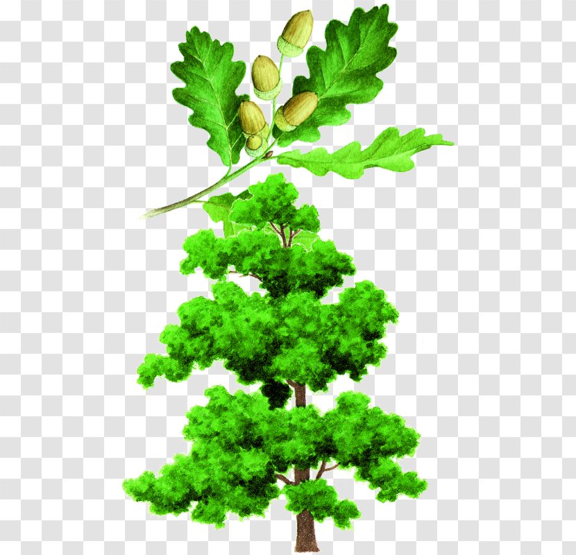 English Oak Crown Tree Leaf Branch - Pine Family Transparent PNG