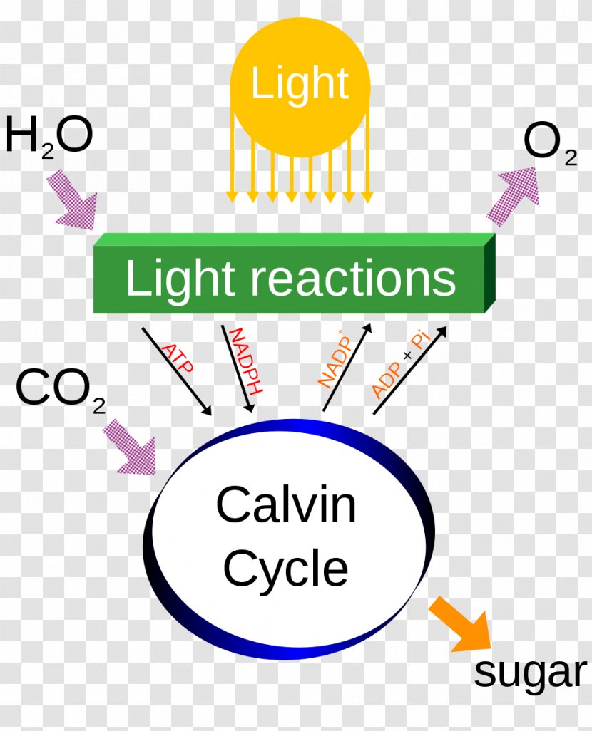 Photosynthesis Cellular Respiration Diagram Chemical Energy Carbon Dioxide - Cliparts Transparent PNG