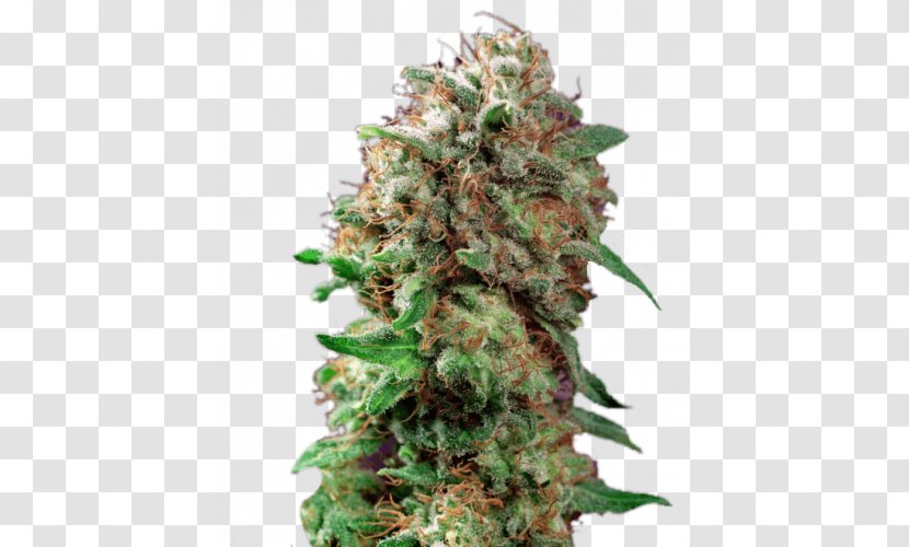 Barneys Farm Shop Kush Autoflowering Cannabis Seed - Sativa - Zip Of Weed Transparent PNG