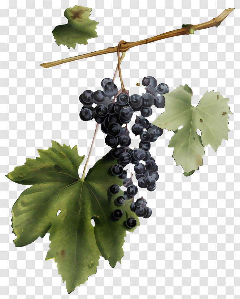 Grape Seedless Fruit Grape Leaves Fruit Grapevines Transparent PNG