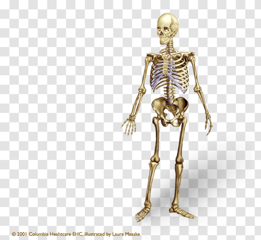 Human Skeleton Body Bone Anatomy Axial - Organism Transparent PNG