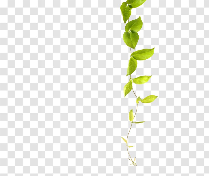 Green Vine Plant Common Ivy - Yellow - Leaf Vines Transparent PNG