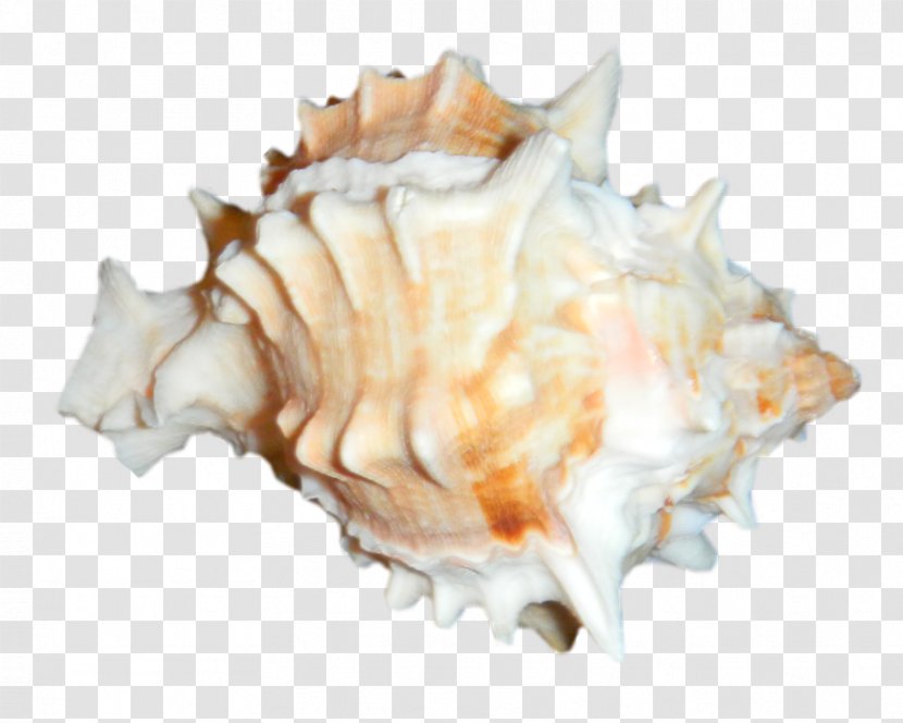 Cockle Clam Mussel Oyster Seashell - Caracola Transparent PNG