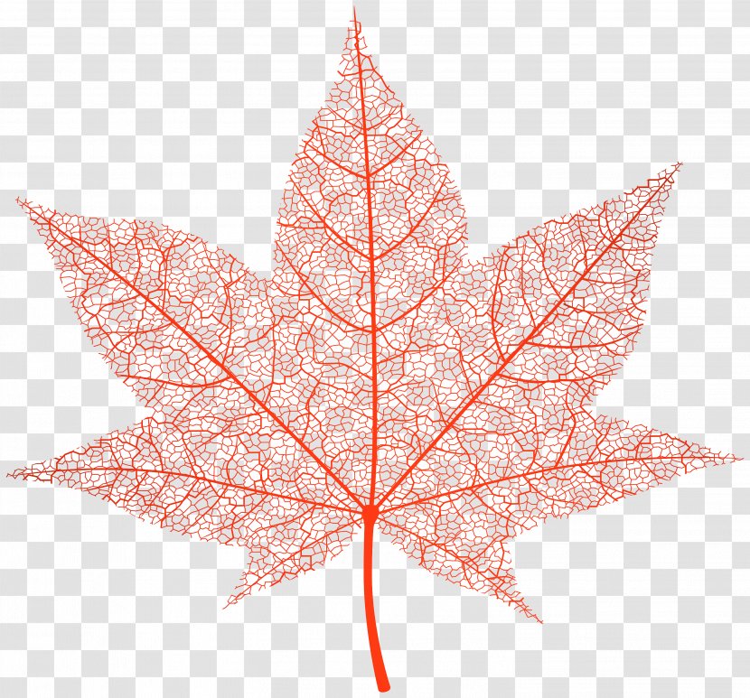 Maple Leaf - Flowering Plant Plane Transparent PNG