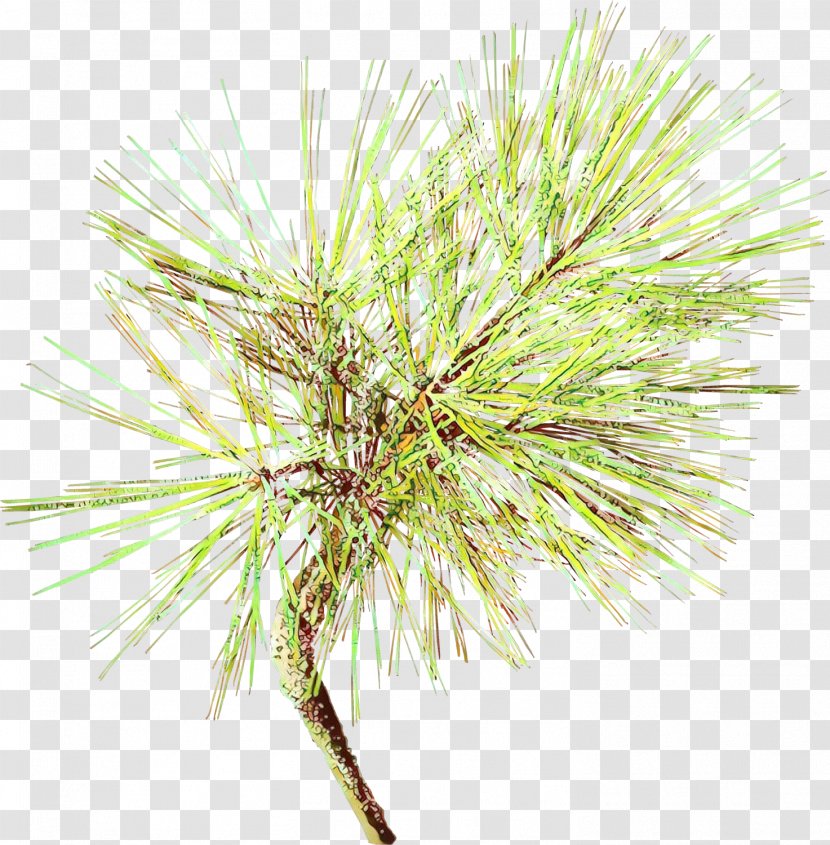 White Pine Red Shortstraw Georgia Lodgepole - Jack Western Yellow Transparent PNG