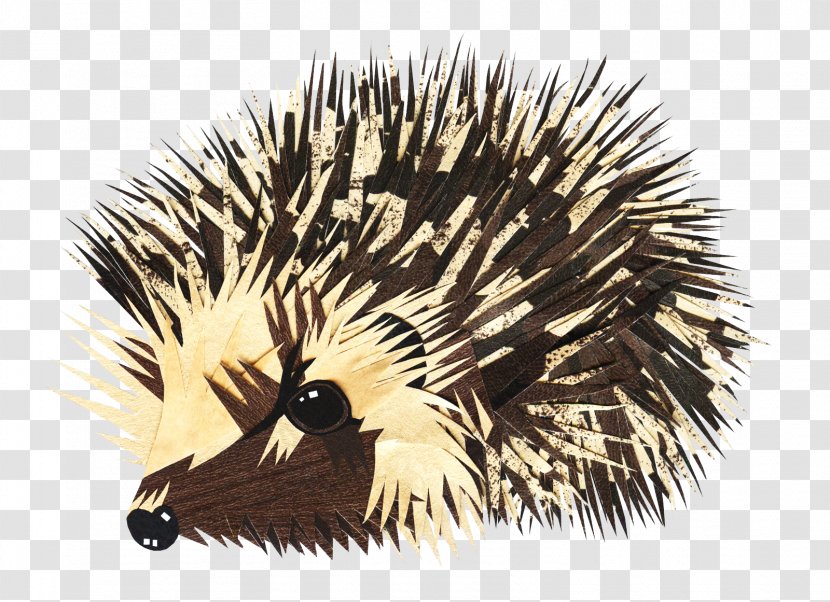 European Hedgehog Animal Drawing - Jan Brett Transparent PNG