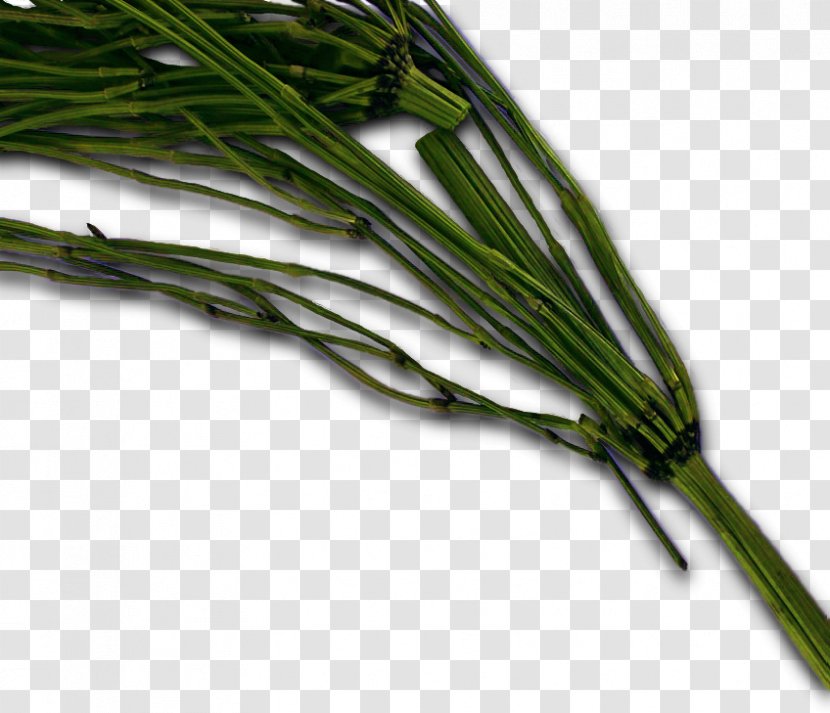 Herb Plant Stem - Vegetable - Horsetail Transparent PNG