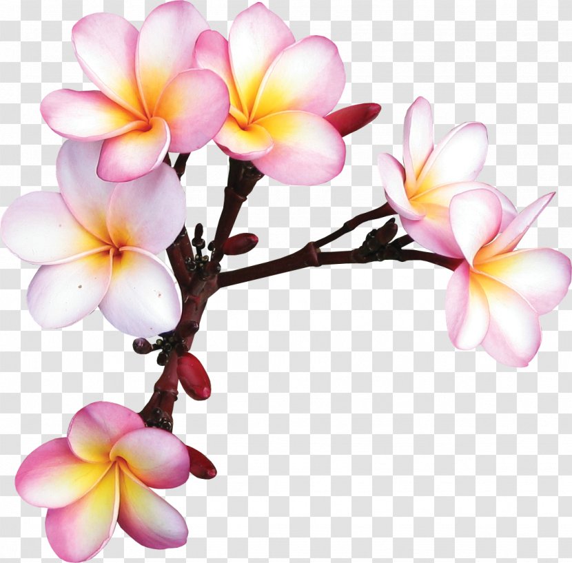 Flower Vecteur Clip Art - Gratis - Frangipani Transparent PNG