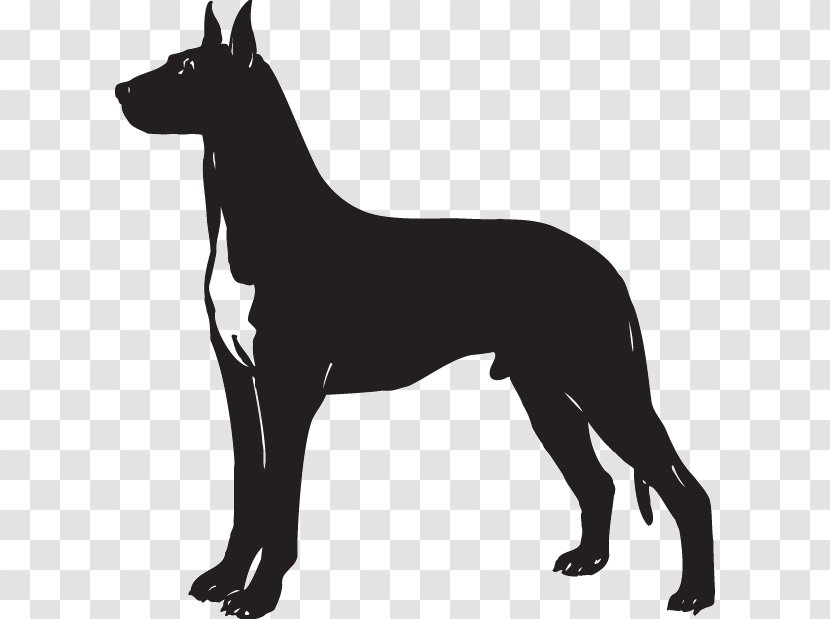Great Dane German Pinscher Giant Schnauzer Clip Art - Guard Dog - Graphics Transparent PNG