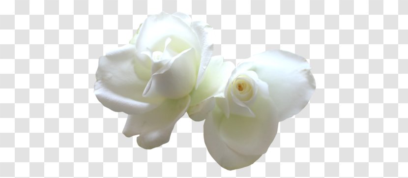 Rose Cut Flowers White Yellow - Family Transparent PNG