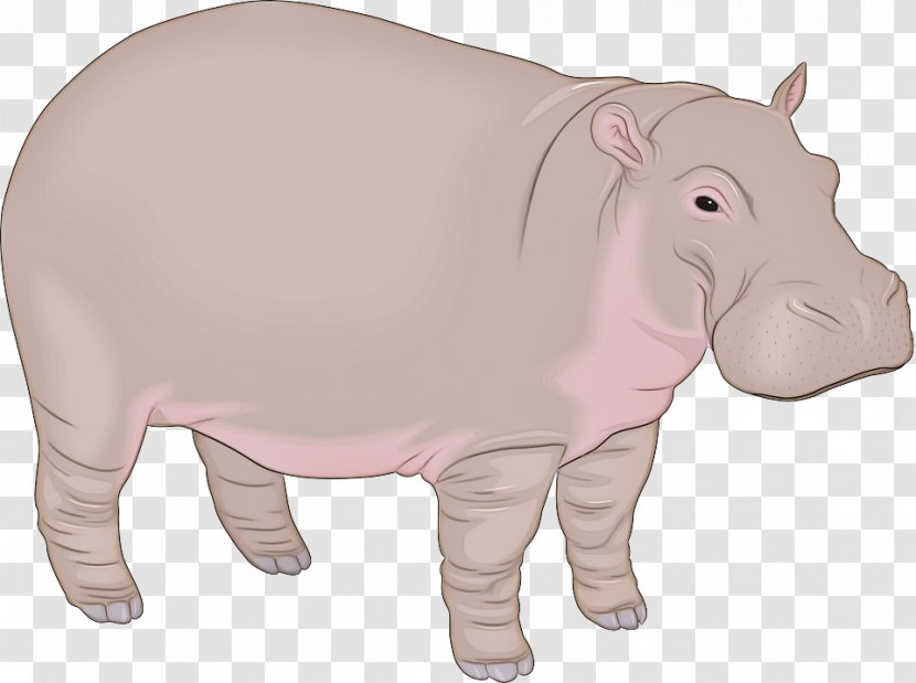 Elephant Background - Suidae Livestock Transparent PNG