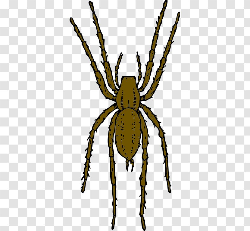 Brown Recluse Spider Clip Art - Invertebrate - Monkey Pictures Free Transparent PNG