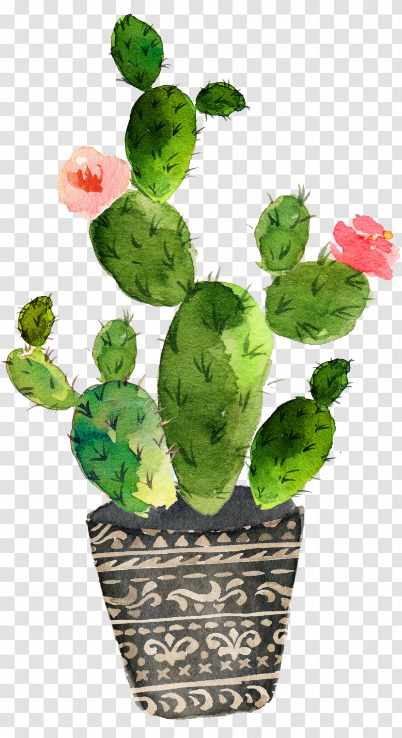 Cactaceae Watercolor Painting Art Drawing - Green Prickly Pear Cactus Bloom Transparent PNG