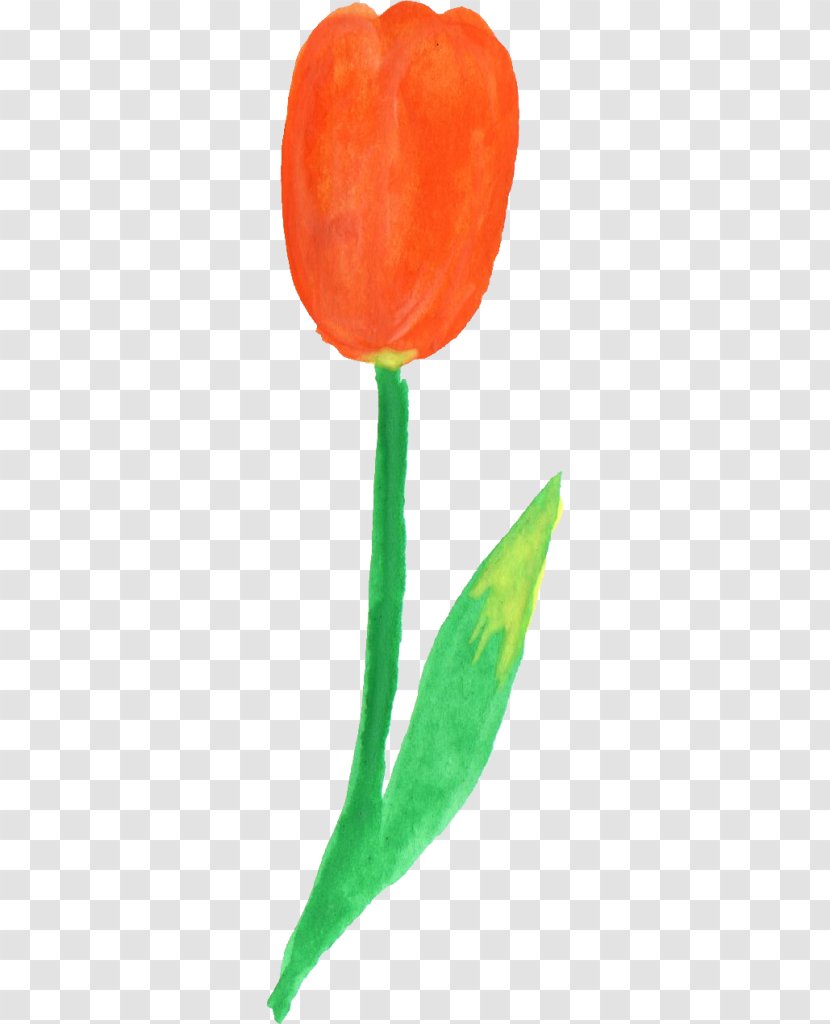 Tulip Plant Stem - Flower - Watercolor Transparent PNG
