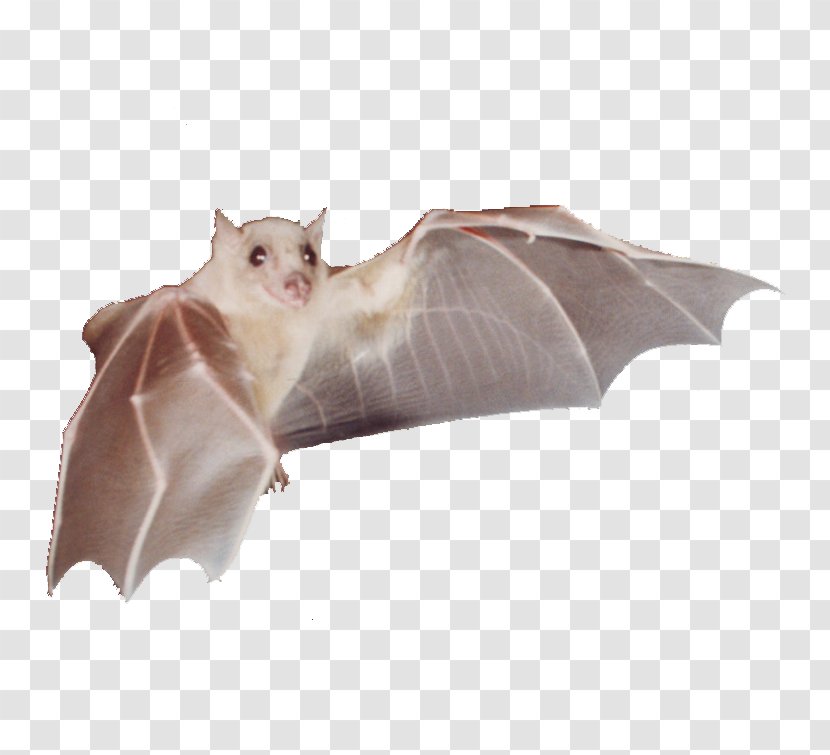 BAT-M Snout - Mammal - Lone Star Gifts Transparent PNG