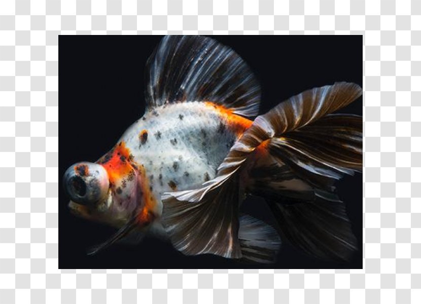 Koi Telescope Butterfly Tail Common Goldfish Fantail - Carassius Transparent PNG