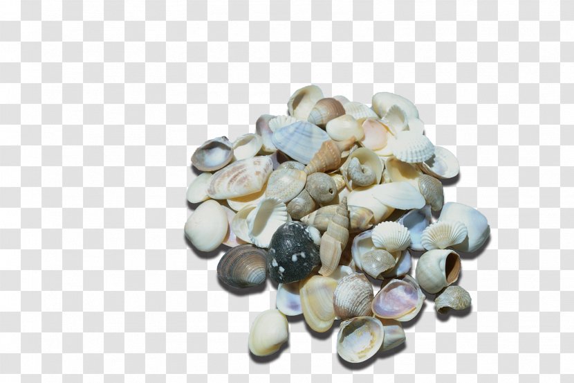 Seashell Cockle Personal Computer Murex Nacre - Online Shopping Transparent PNG