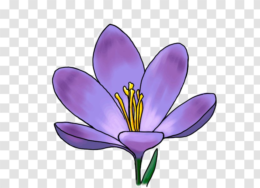 Crocus Flower Drawing Iridaceae Plant - Seed - Purple Tulips Transparent PNG